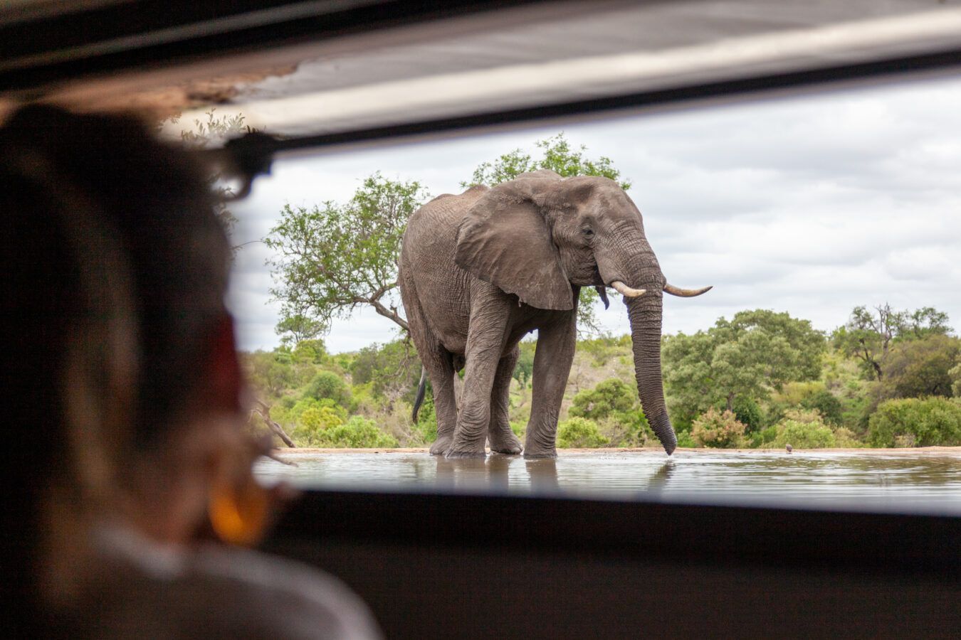 Elephant drinking water, viewed through vehicle window, safari setting.