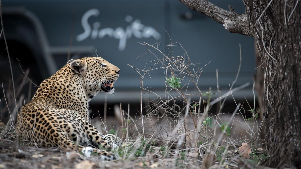 Leopard seen at Singita Lebombo Lodge on Safari