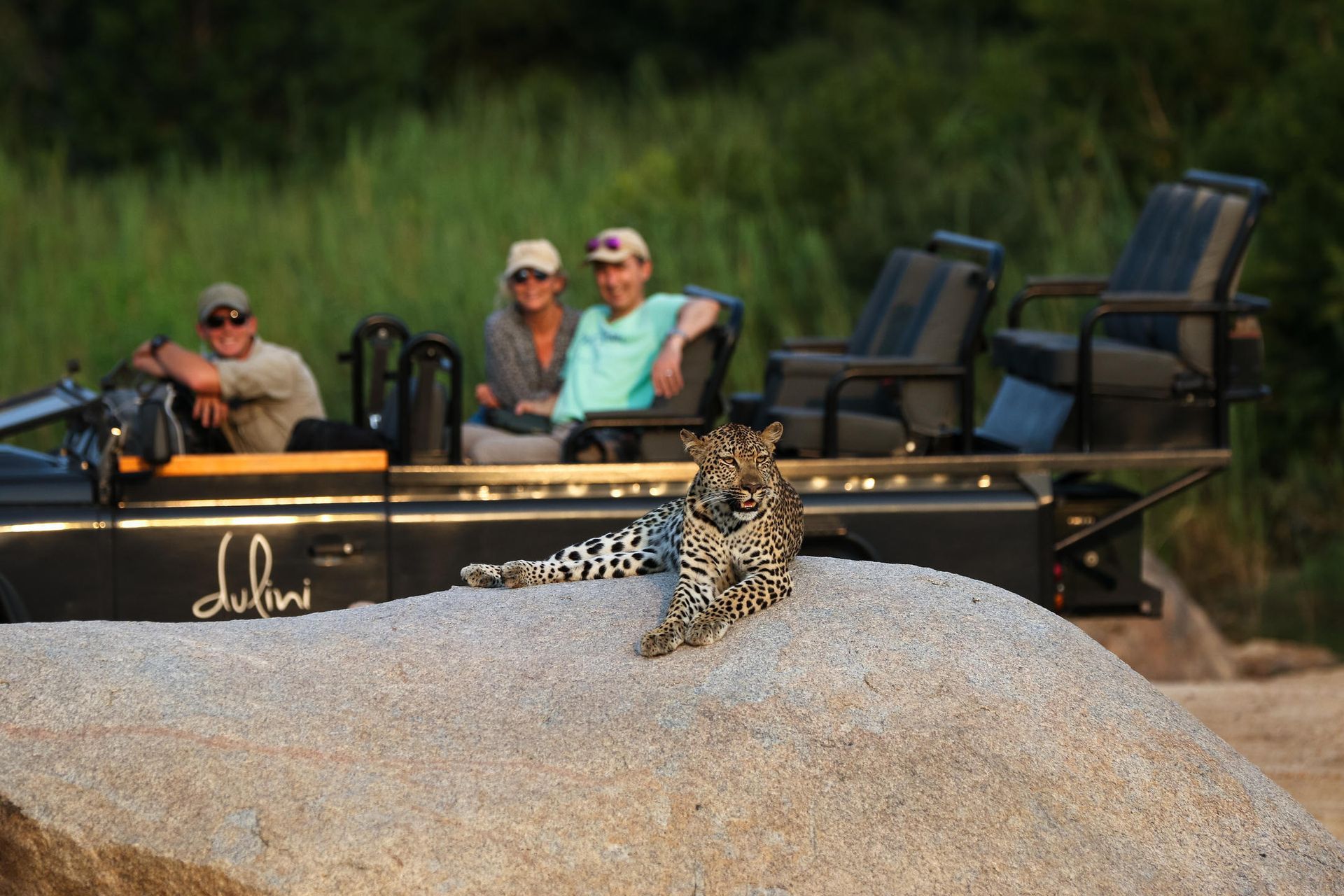 Leopard rests on a rock near a safari vehicle with tourists in a grassy setting.
