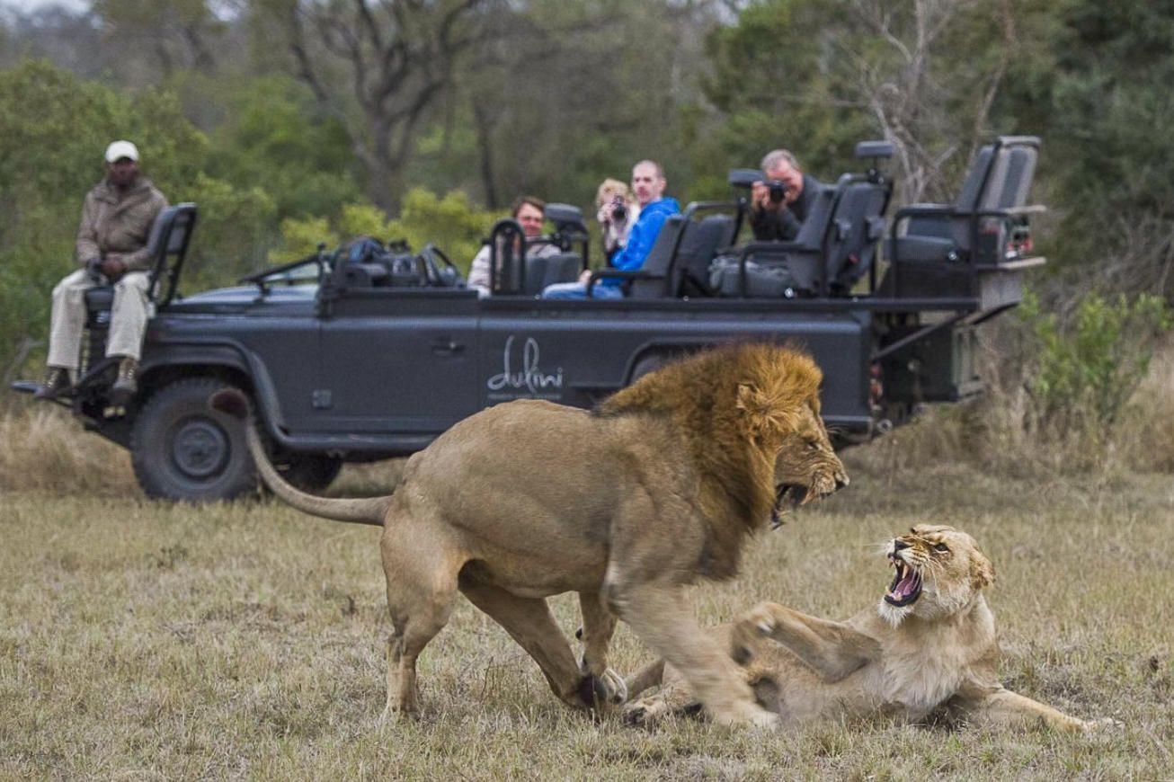 Lion and lioness in a grassy field with safari vehicle and tourists observing.