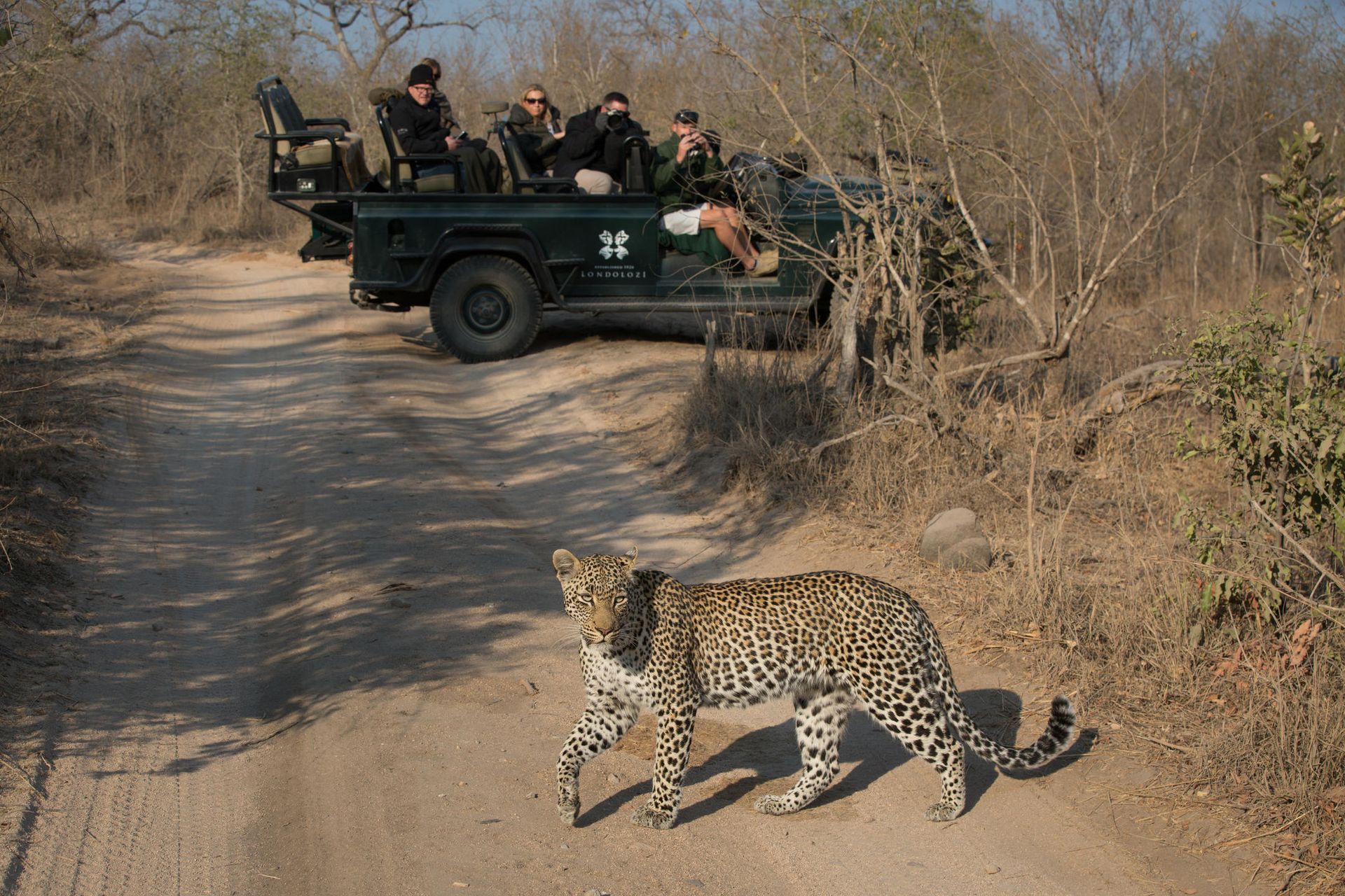 Leopard crossing a dirt road in front of a safari vehicle with tourists in a dry, bush setting.