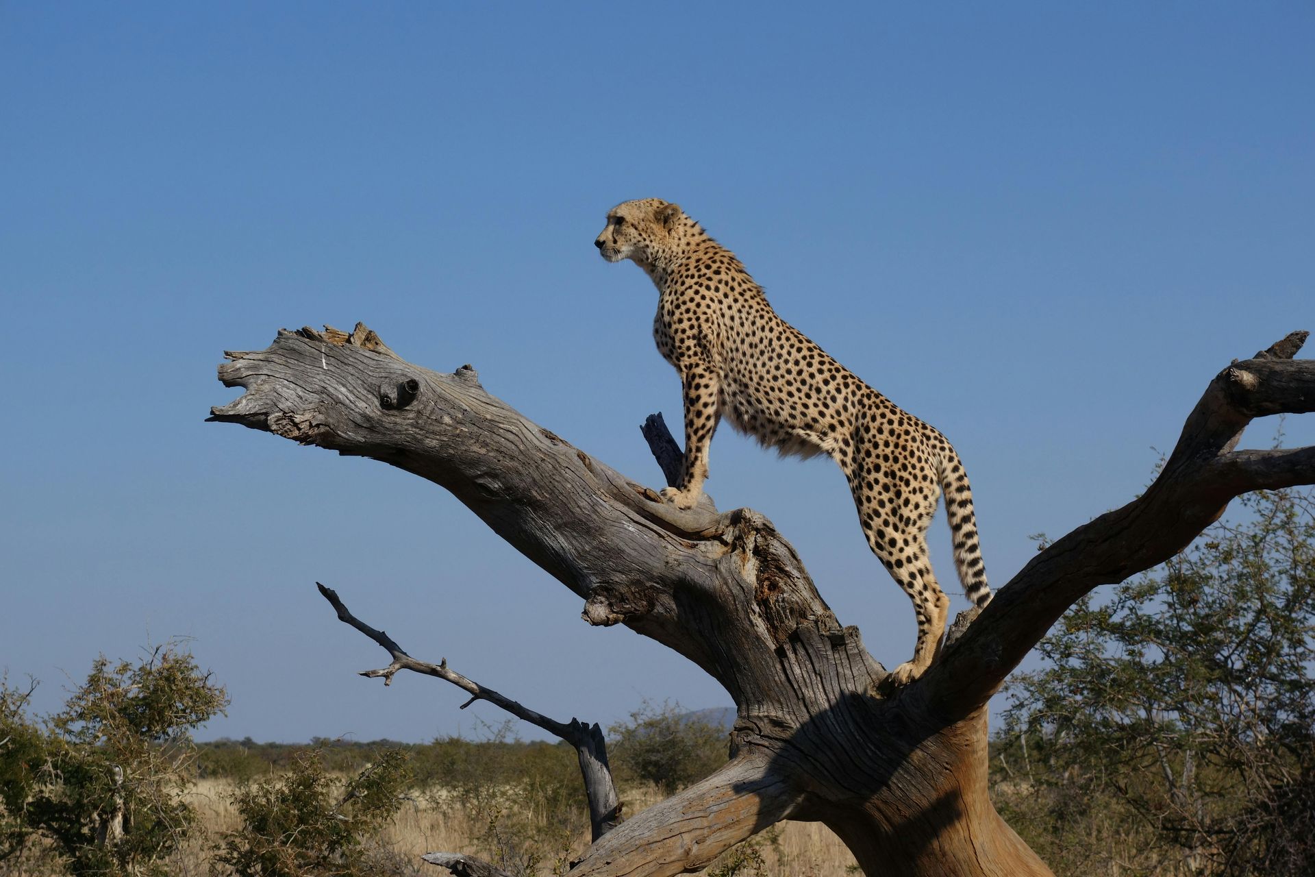 Cheetah perched atop a dead tree, surveying the plains under a bright blue sky.