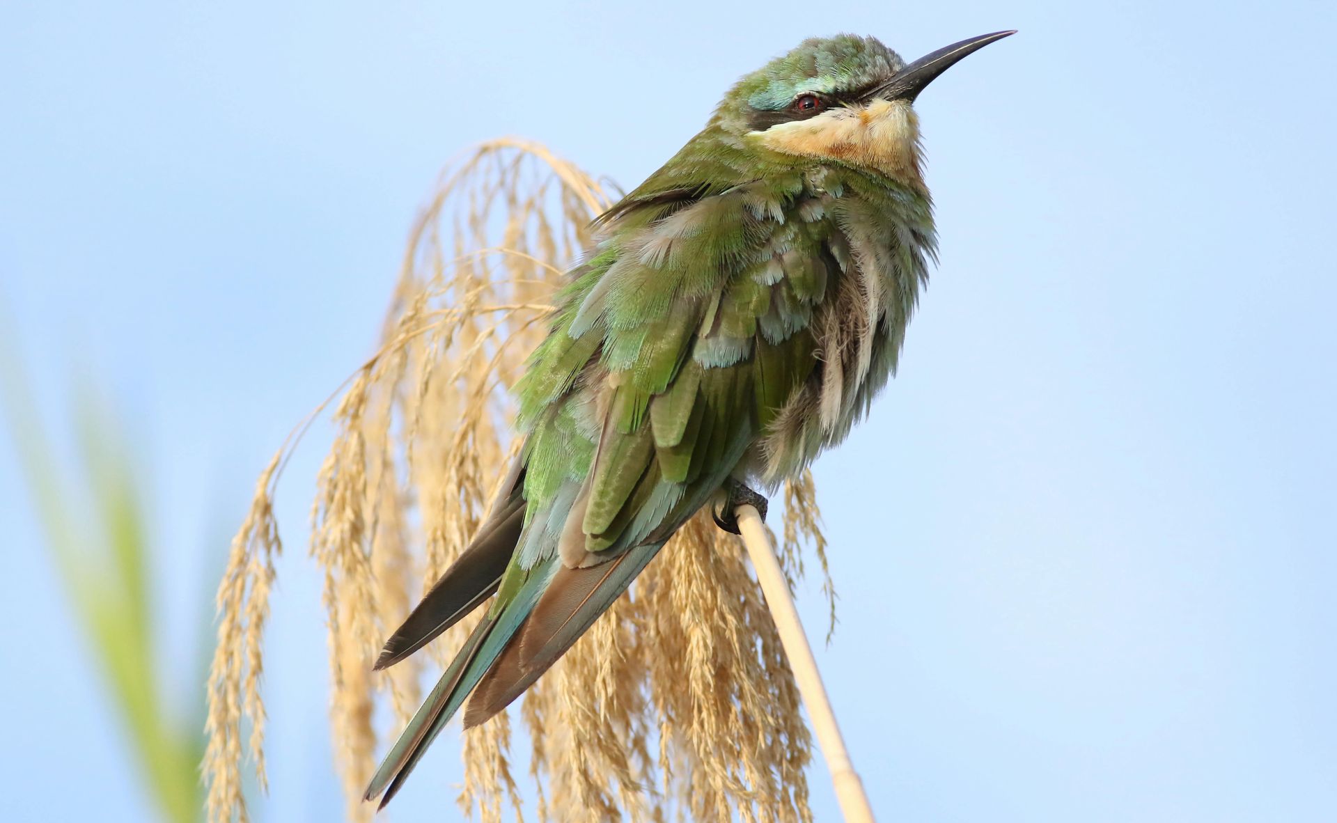 Green and blue bee-eater bird perched on a reed, facing right, against a light blue sky.