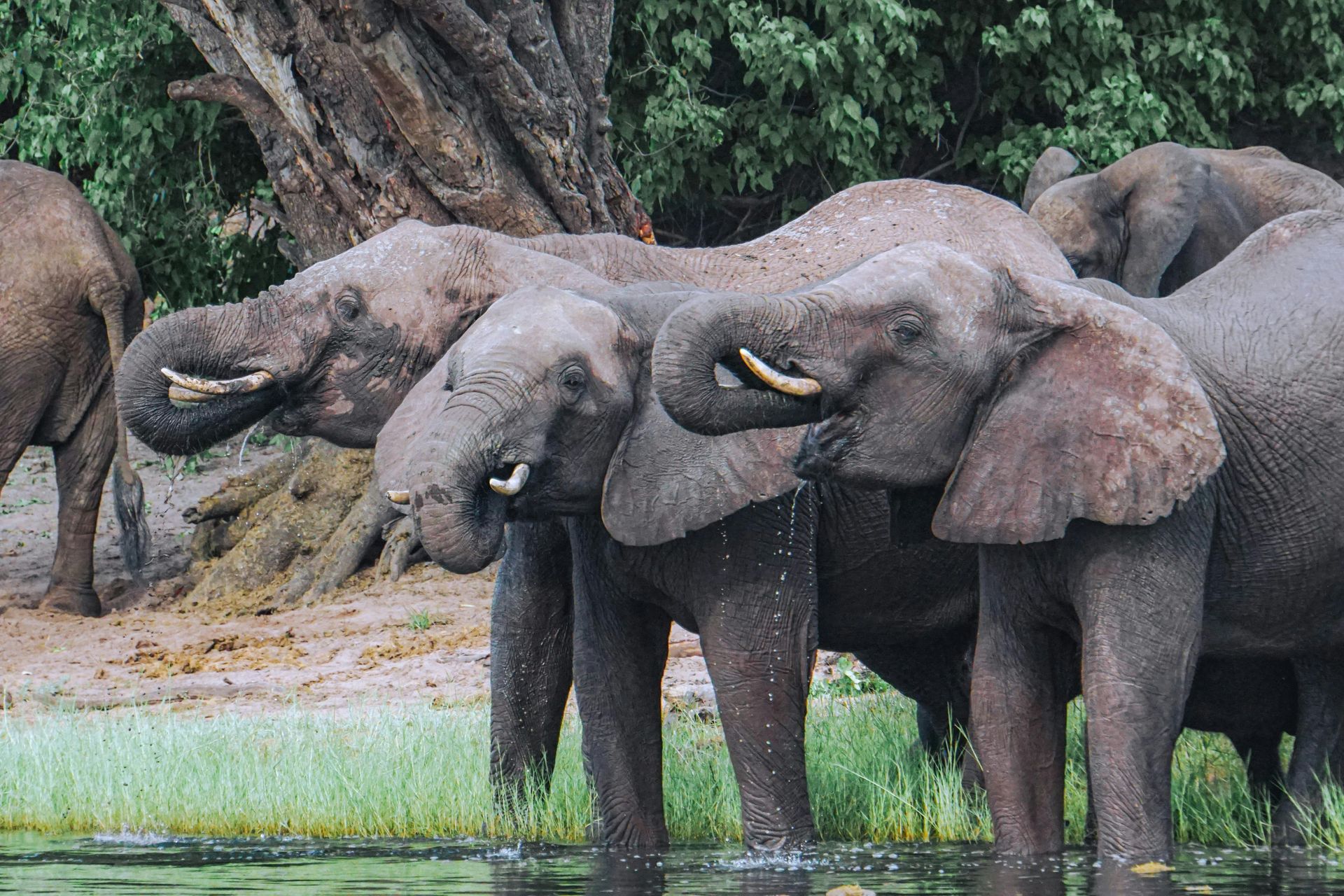 Elephants drinking water at a river's edge, trunks raised, some with visible tusks, green and brown surroundings.