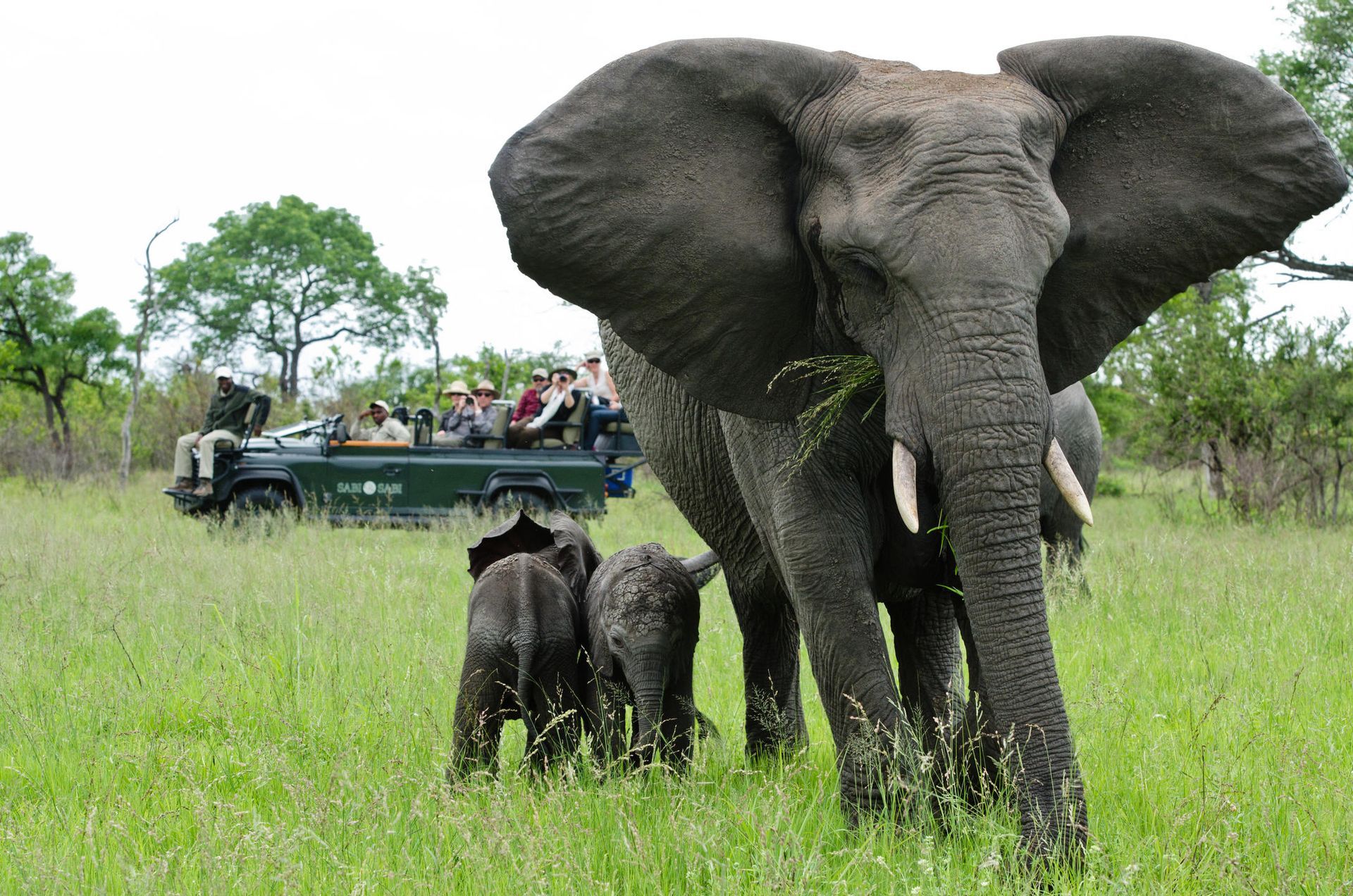 Elephant family grazing in a grassy field with a safari vehicle in the background.