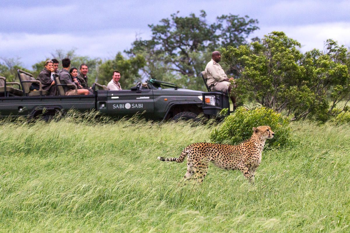Cheetah walks through tall grass as safari vehicle with tourists and guide watches.