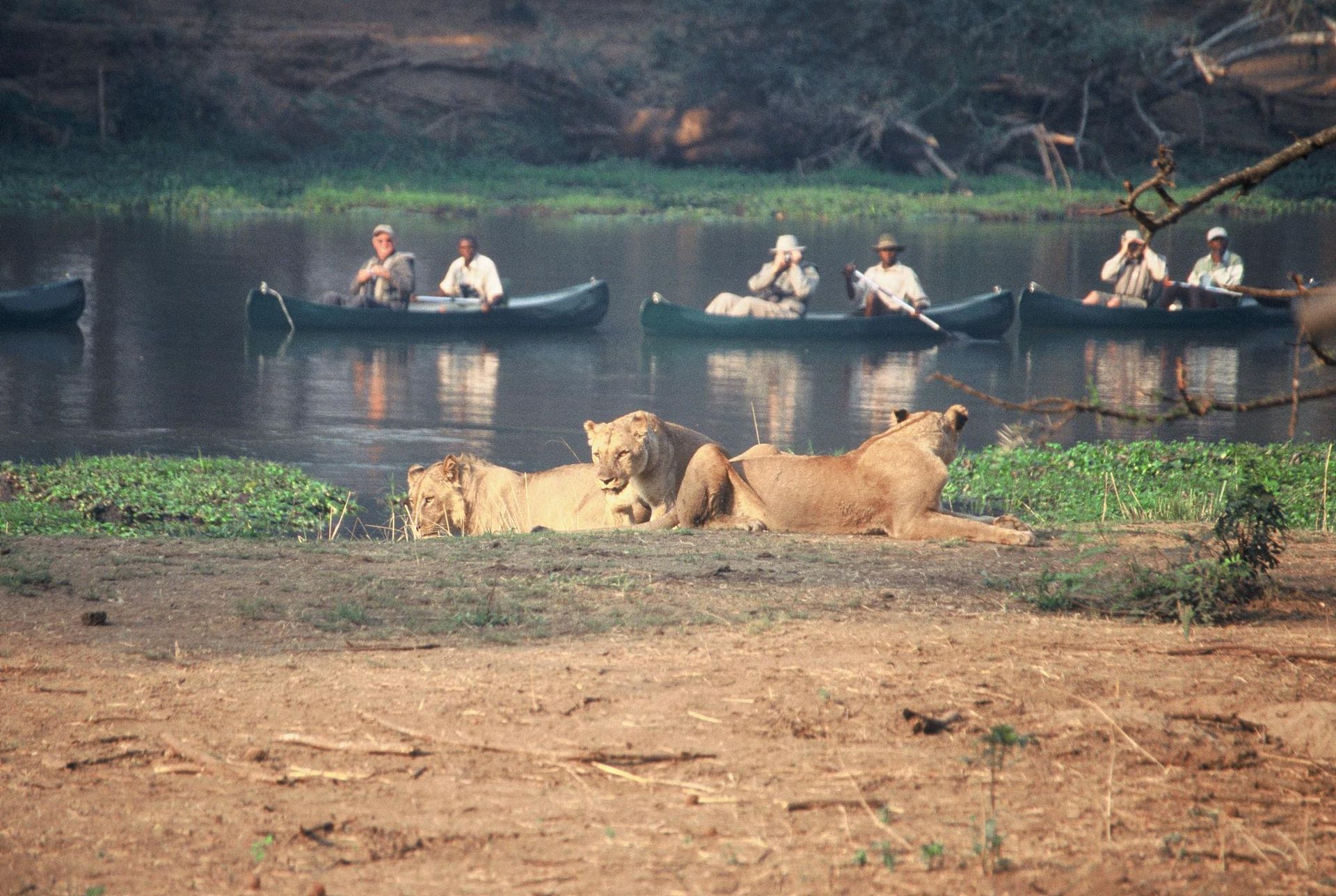 Lions on safari at Sausage Tree Camp