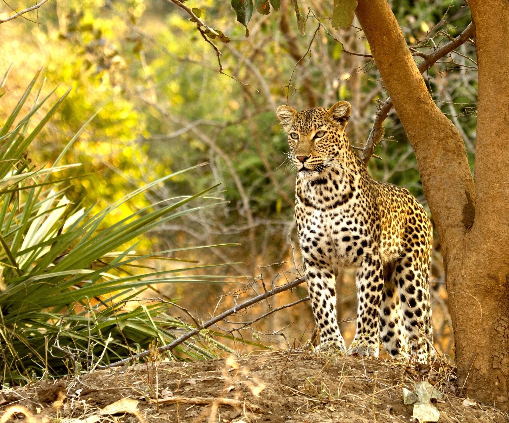 Leopard seen at Sausage Tree Camp