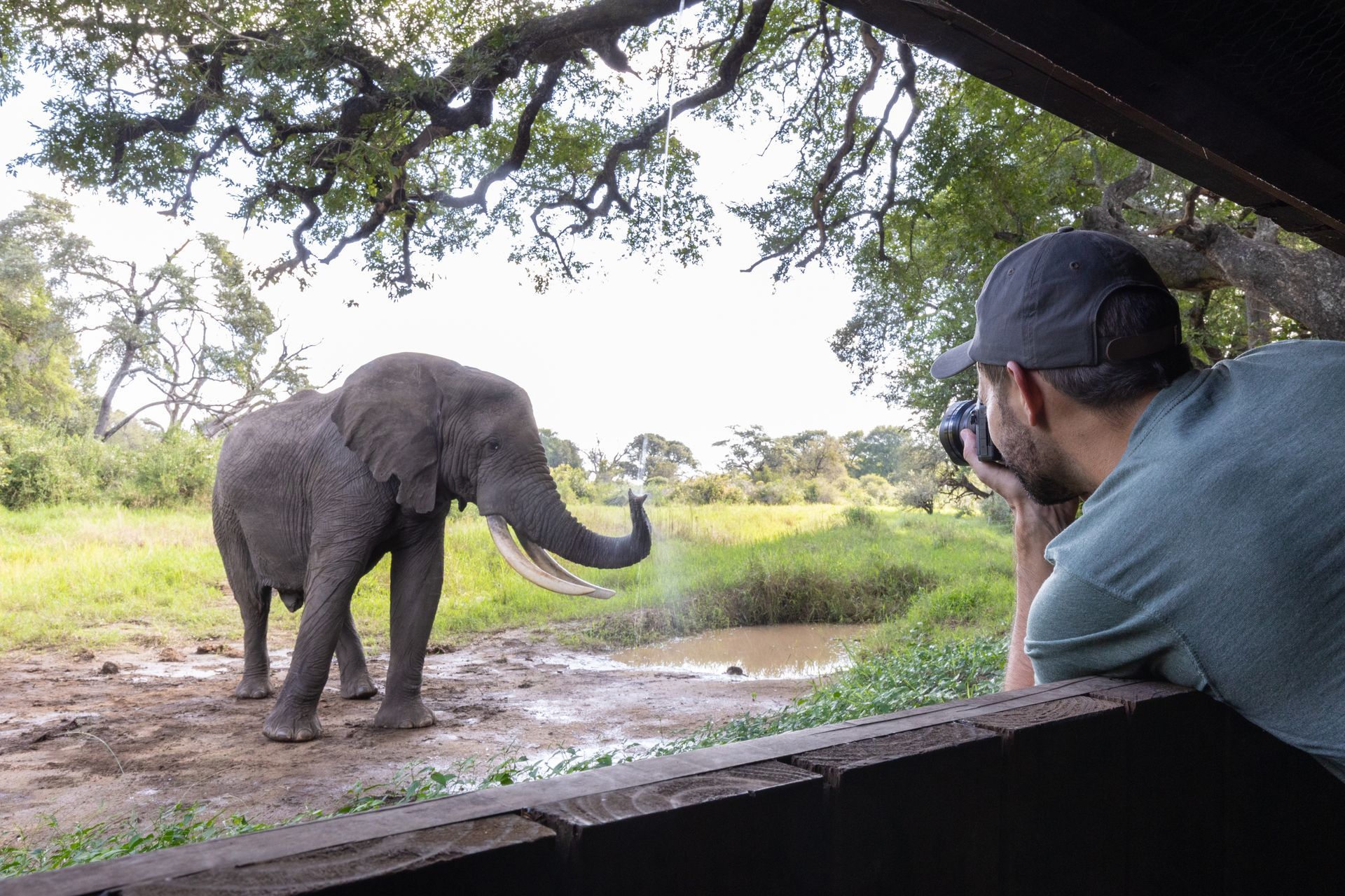 Man photographing an elephant in a muddy field from a shaded vantage point.