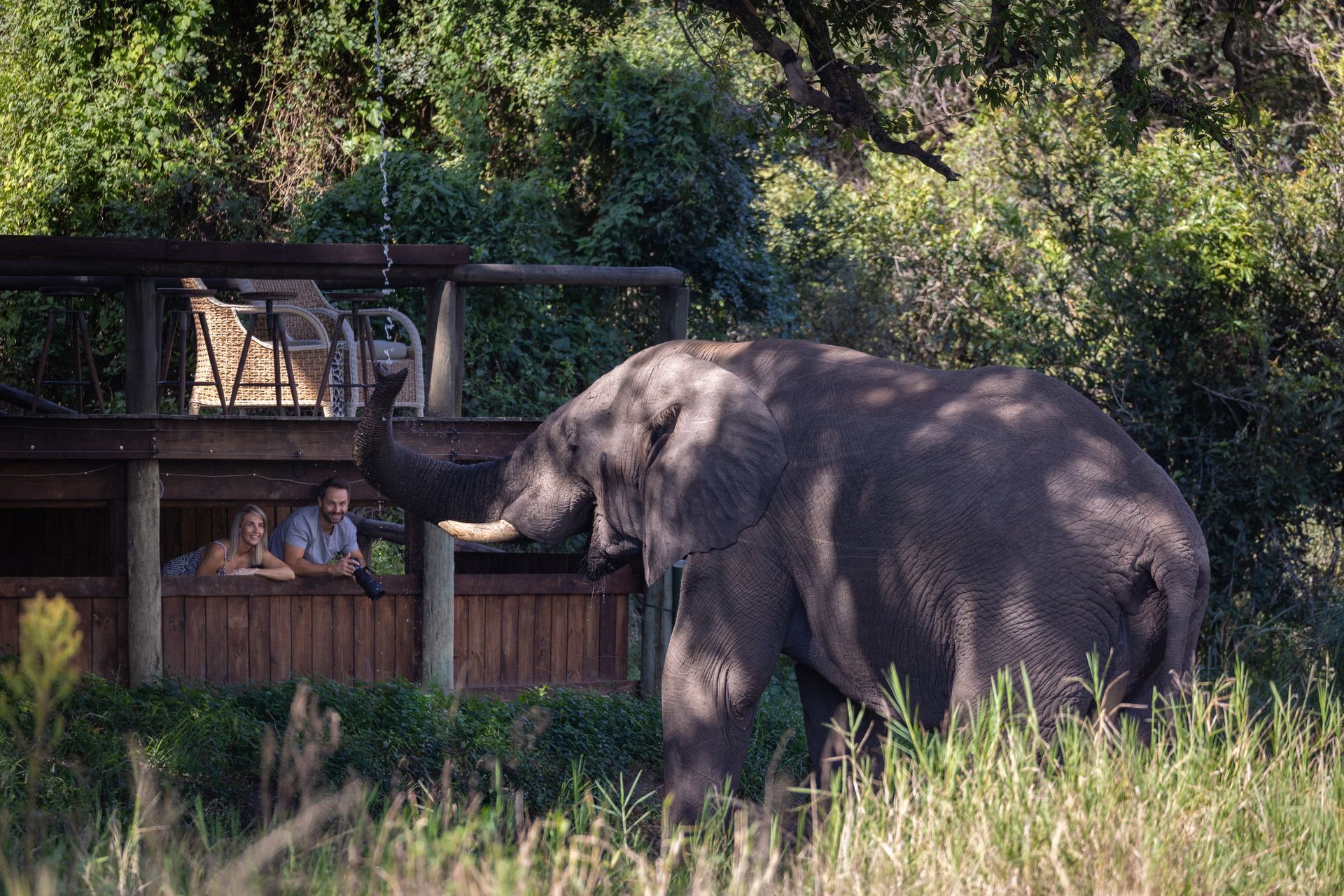 Elephant near a wooden viewing platform where two people watch it, set in a natural, green environment.