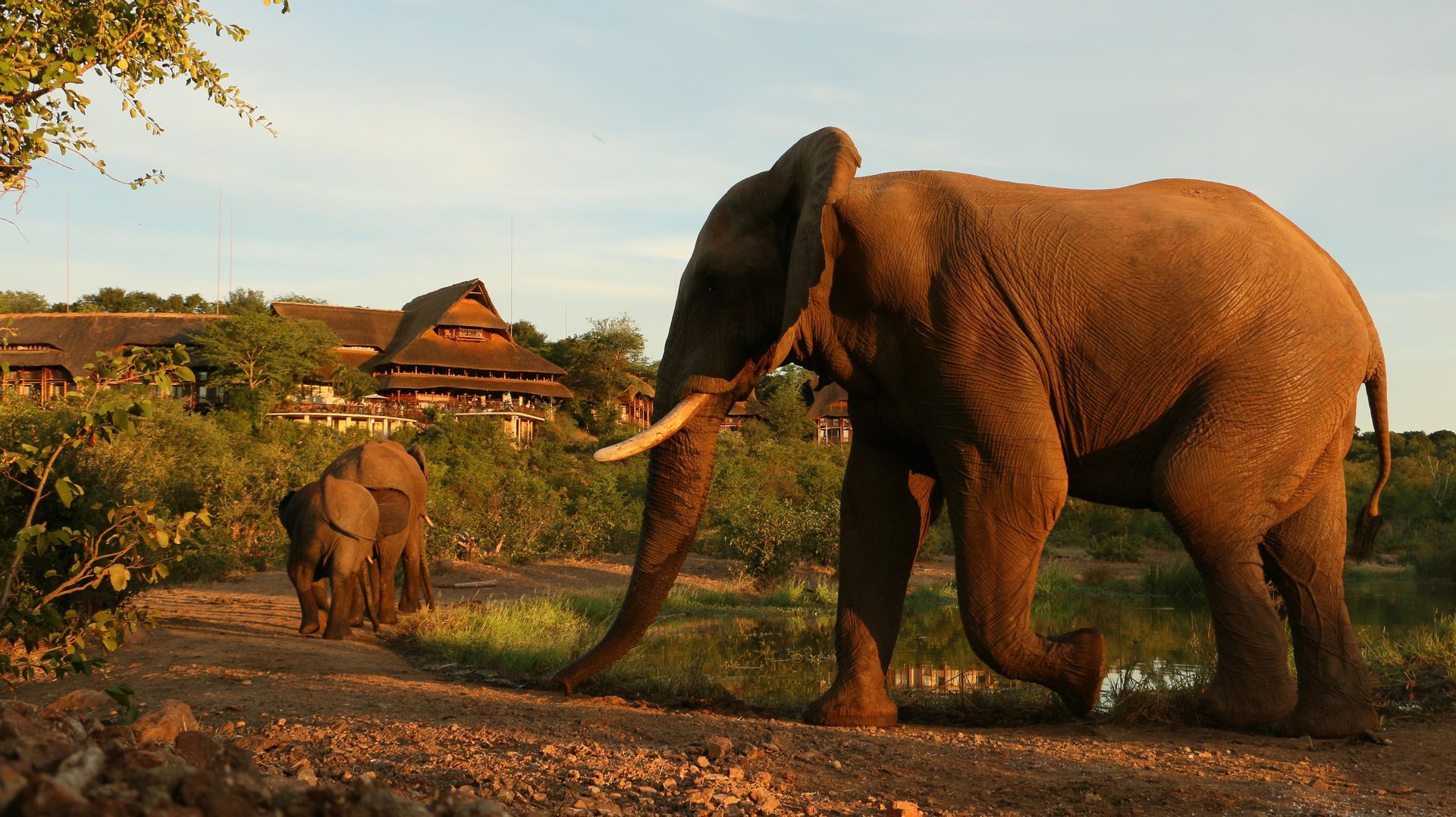Two elephants walking near a lodge in an African savanna. One adult elephant with large tusks, and a smaller calf. 