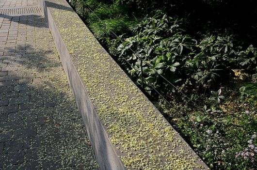 concrete walls with plants