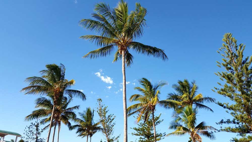 A Row Of Palm Trees Against A Blue Sky — Todd Williams Plumbing and Gas Fitting In Coomba Park, NSW