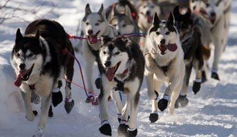 Sled Dog Tours in Northern Vermont
