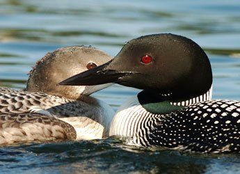 Loons on Lake Willoughby in Westmore, Vermont