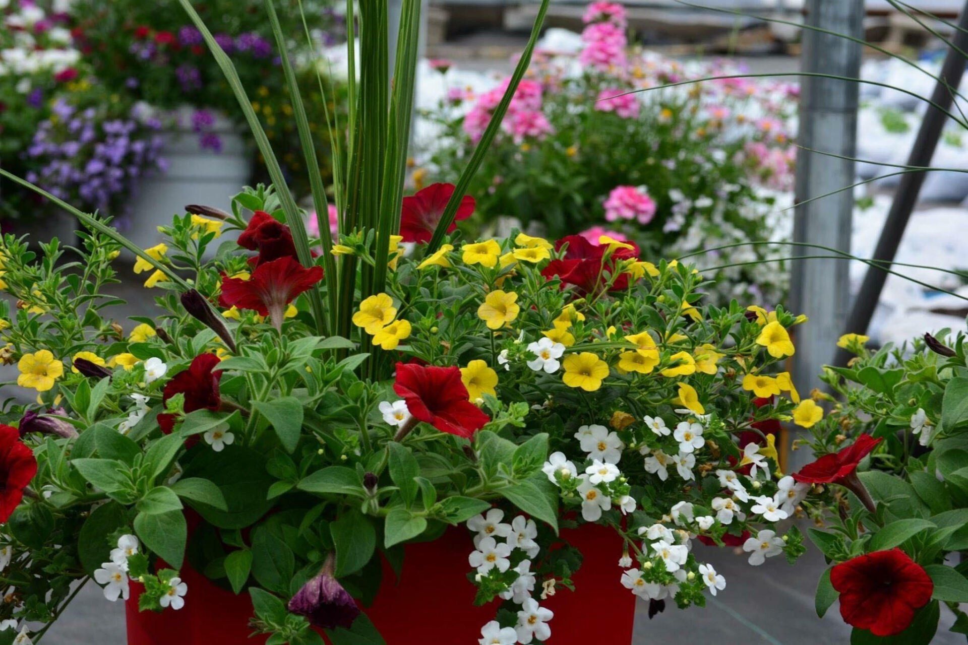 Fleurs rouges, jaunes et blanches dans un pot rouge. Plantes vertes et autres fleurs colorées en arrière-plan.