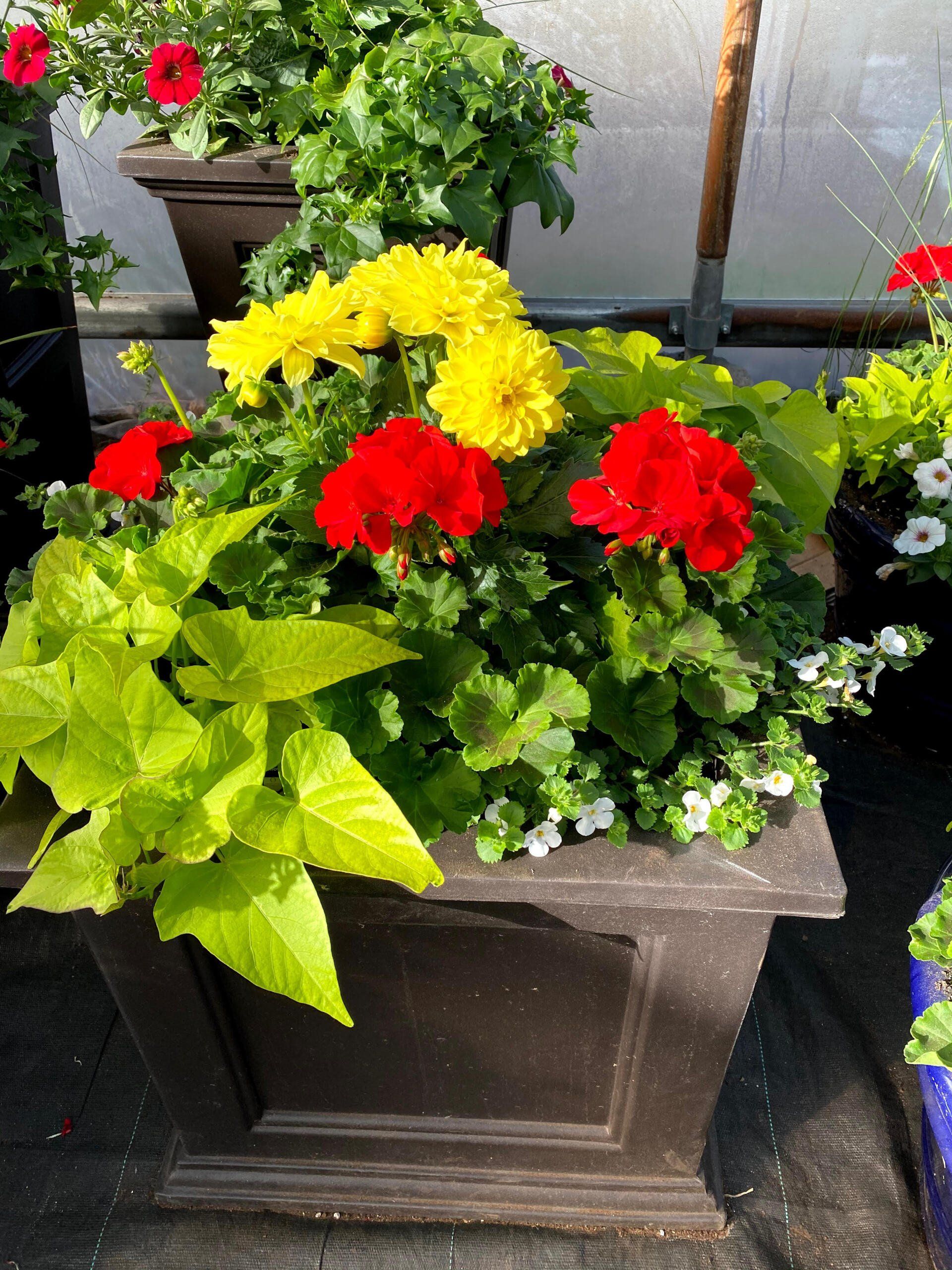Jardinière carrée brune débordante de fleurs jaunes et rouges et de feuillage vert vif.