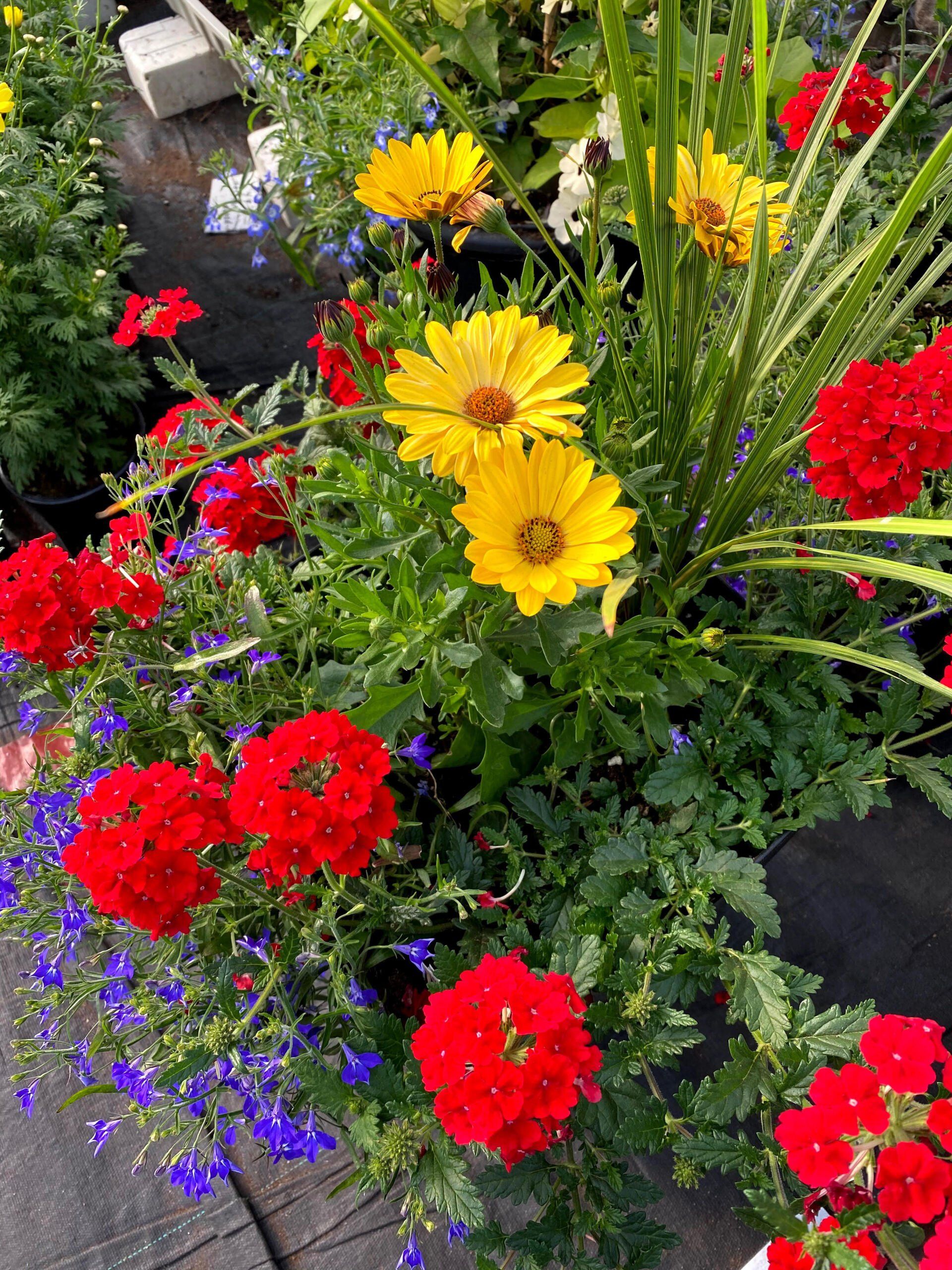 Des fleurs aux couleurs éclatantes : verveine rouge, marguerites jaunes et lobélie bleue, dans un jardin.