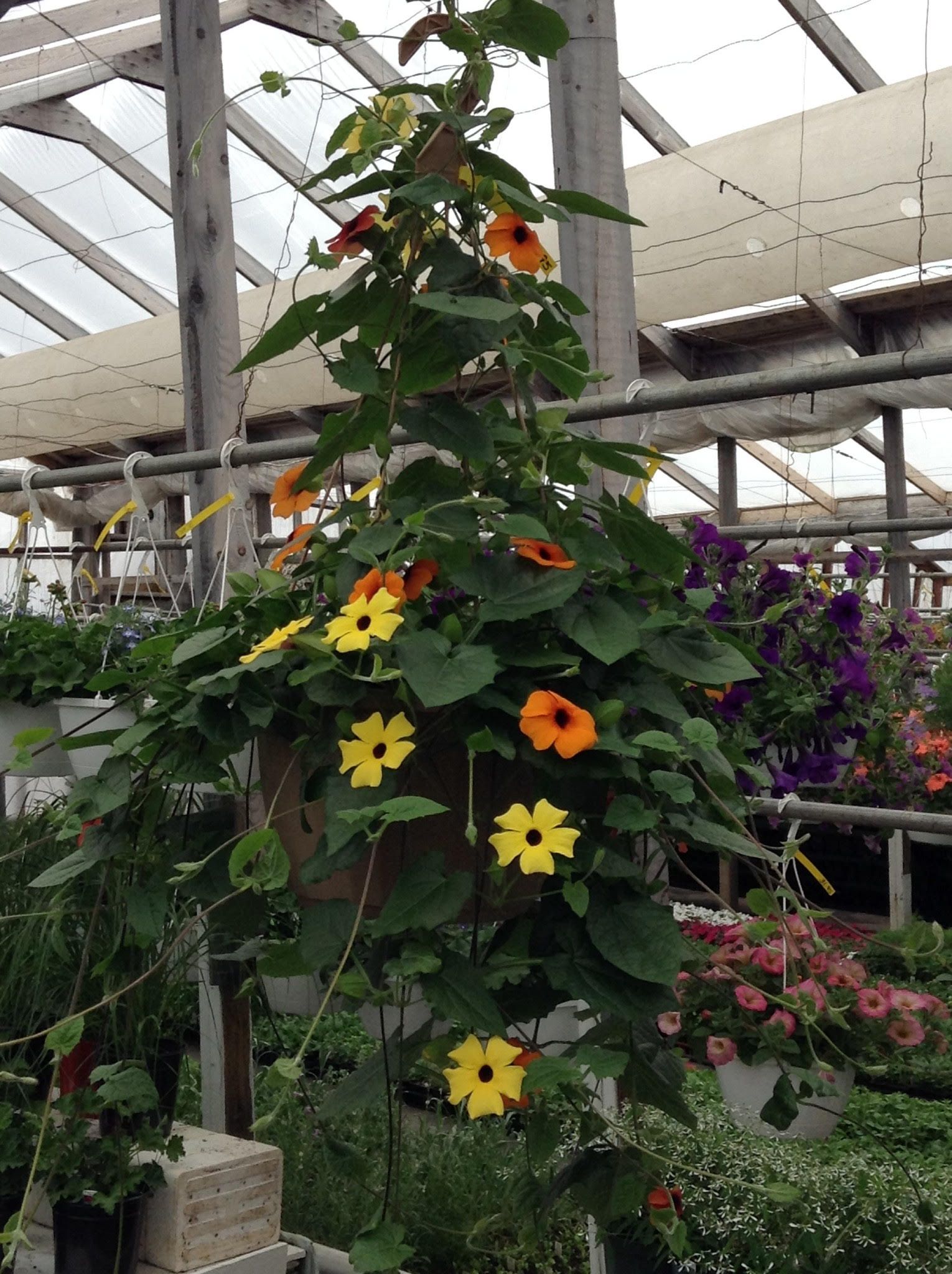 Panier suspendu de rudbeckie à fleurs jaunes et orange. Feuillage vert en serre.