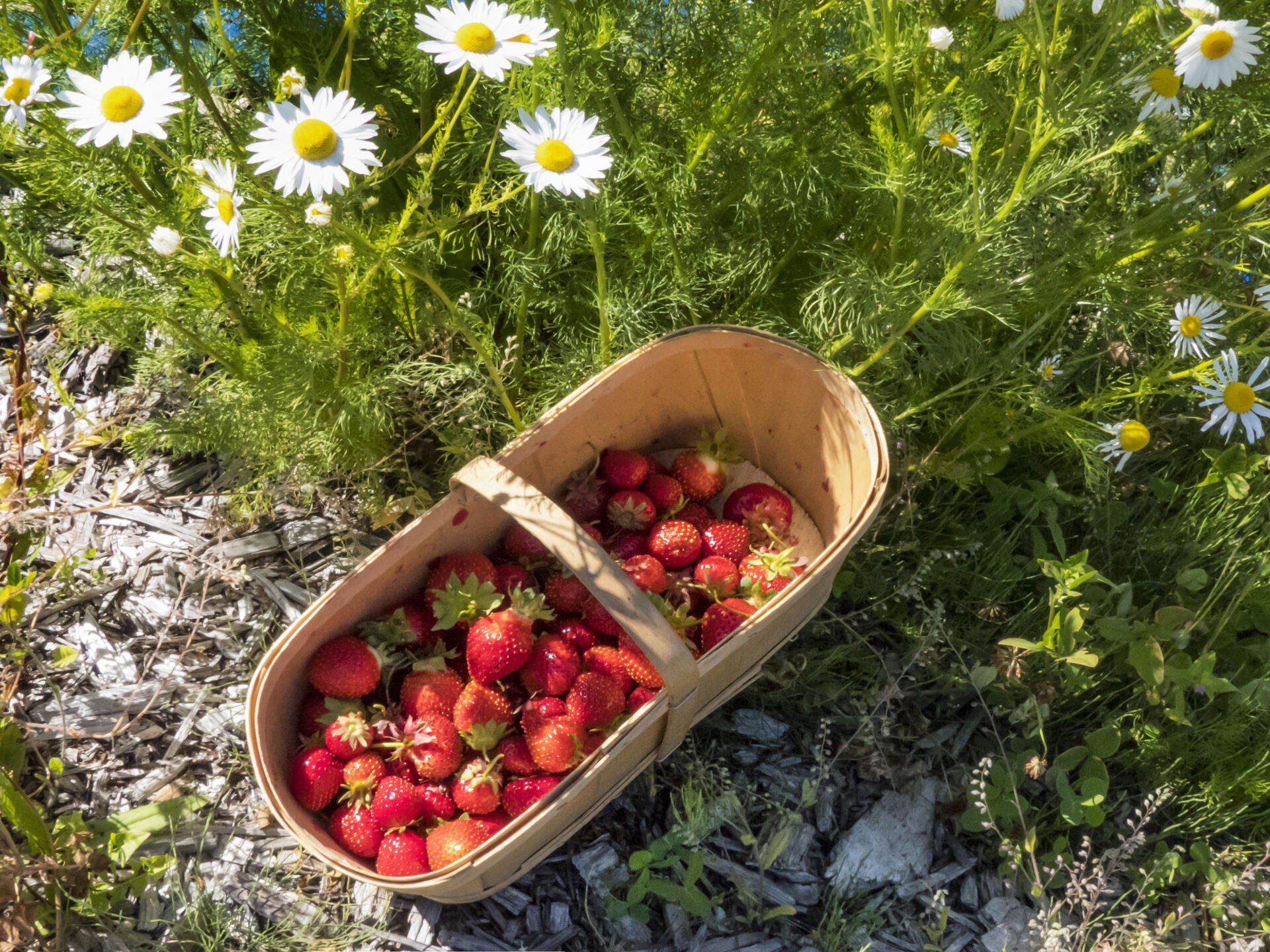 Panier débordant de fraises rouges parmi les marguerites et le feuillage vert.