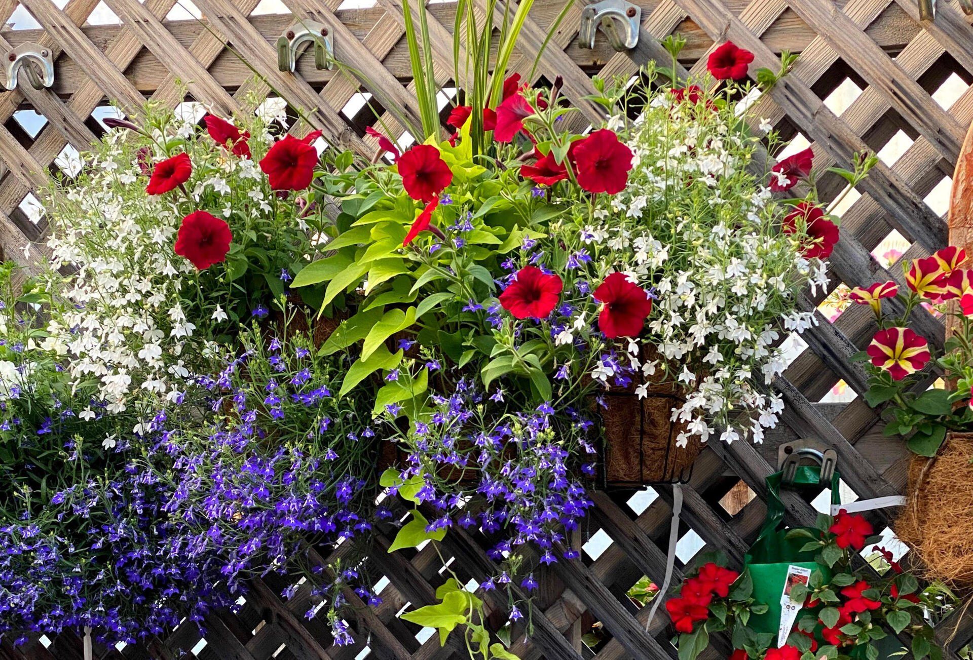 Fleurs retombant en cascade de paniers suspendus à une clôture en treillis ; fleurs rouges, blanches et violettes.