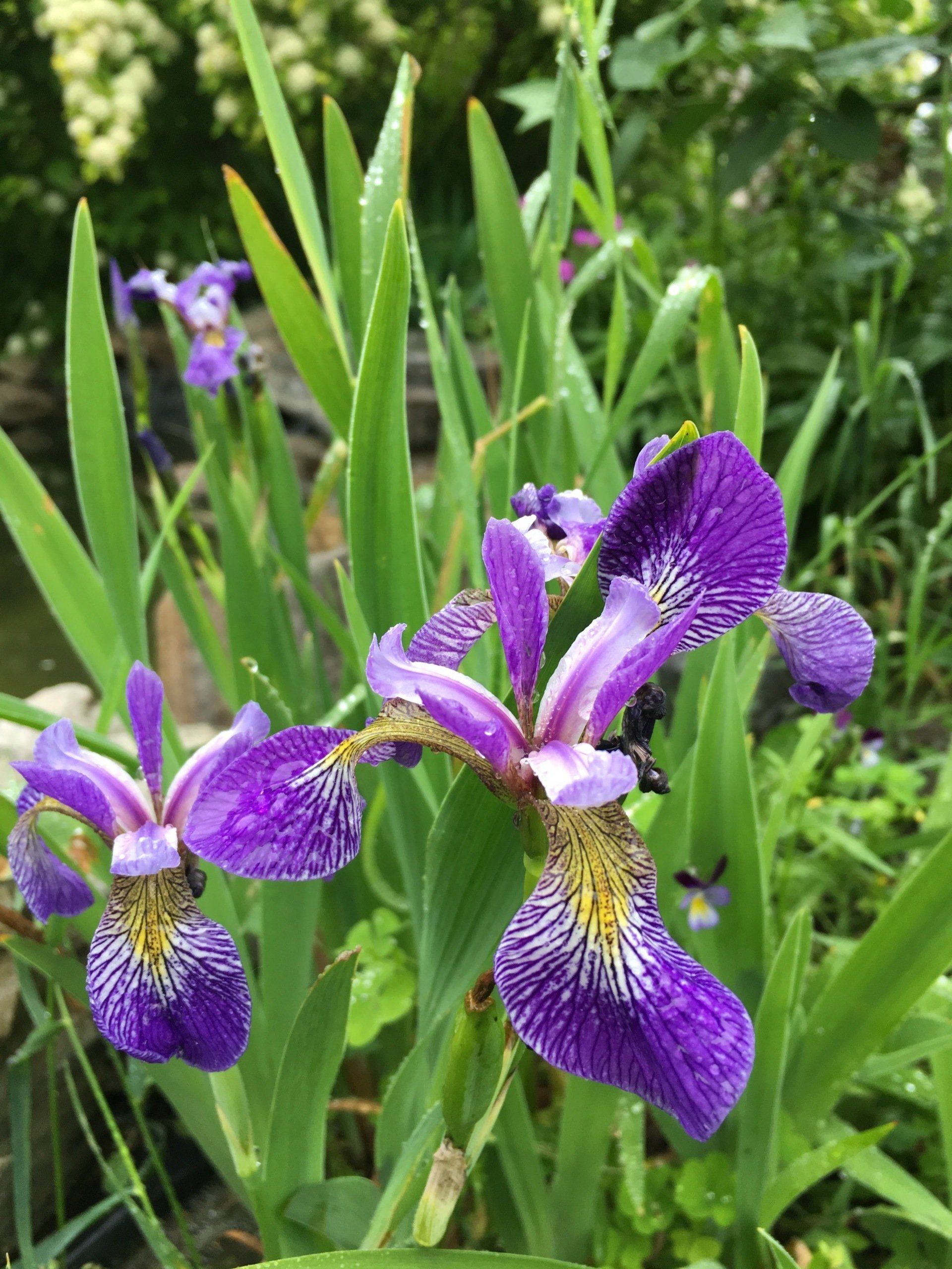 Fleurs d'iris violettes à motifs jaunes et blancs, entourées de feuilles vertes.