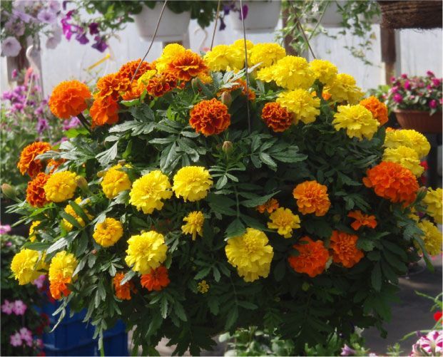 Panier suspendu débordant de fleurs de souci orange et jaunes, feuilles vertes.