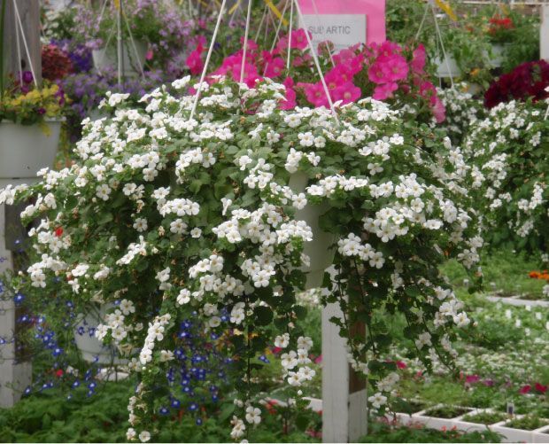 Panier suspendu fleuri blanc à feuillage vert.