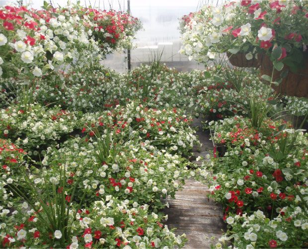 Des pétunias blancs et rouges en paniers et en rangées à l'intérieur d'une serre.