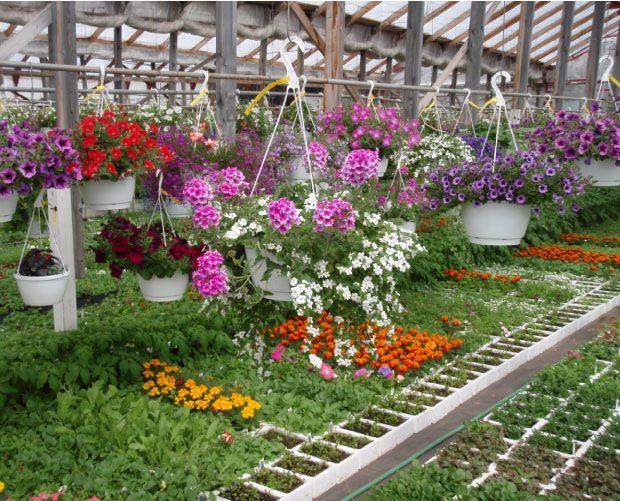 Serre avec des rangées de fleurs et des paniers suspendus en pleine floraison ; couleurs éclatantes.