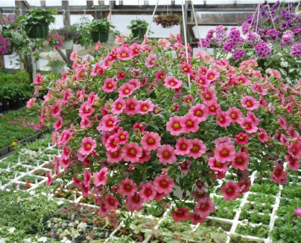 Fleurs roses dans une suspension florale dans une pépinière. Feuillage vert et autres plantes en arrière-plan.