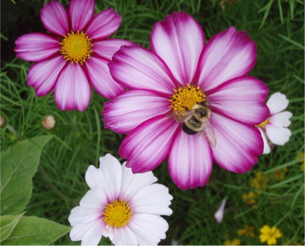 Fleurs de cosmos roses et blanches avec une abeille, cœurs jaunes, sur fond de feuillage vert.