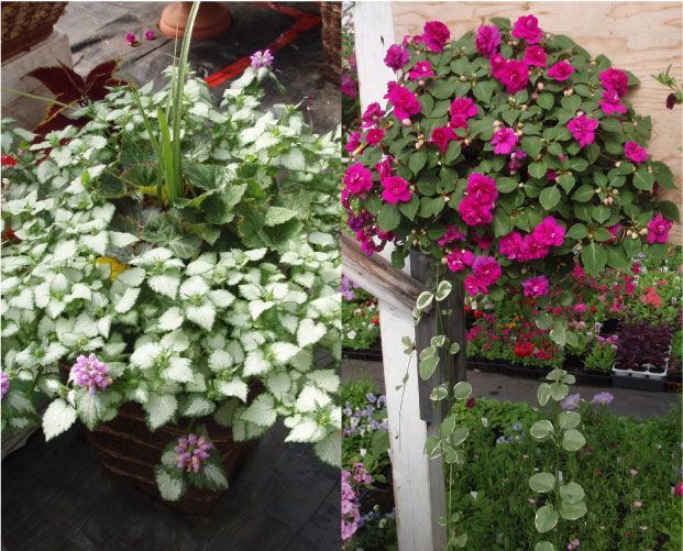 Deux paniers suspendus de plantes fleuries : l'un à feuilles blanches et vertes, l'autre à fleurs roses.