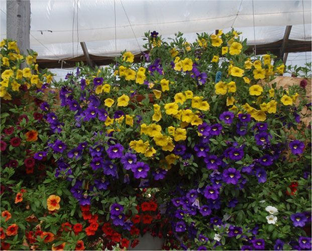 Des paniers suspendus débordant de pétunias jaunes, violets et rouges dans une serre.