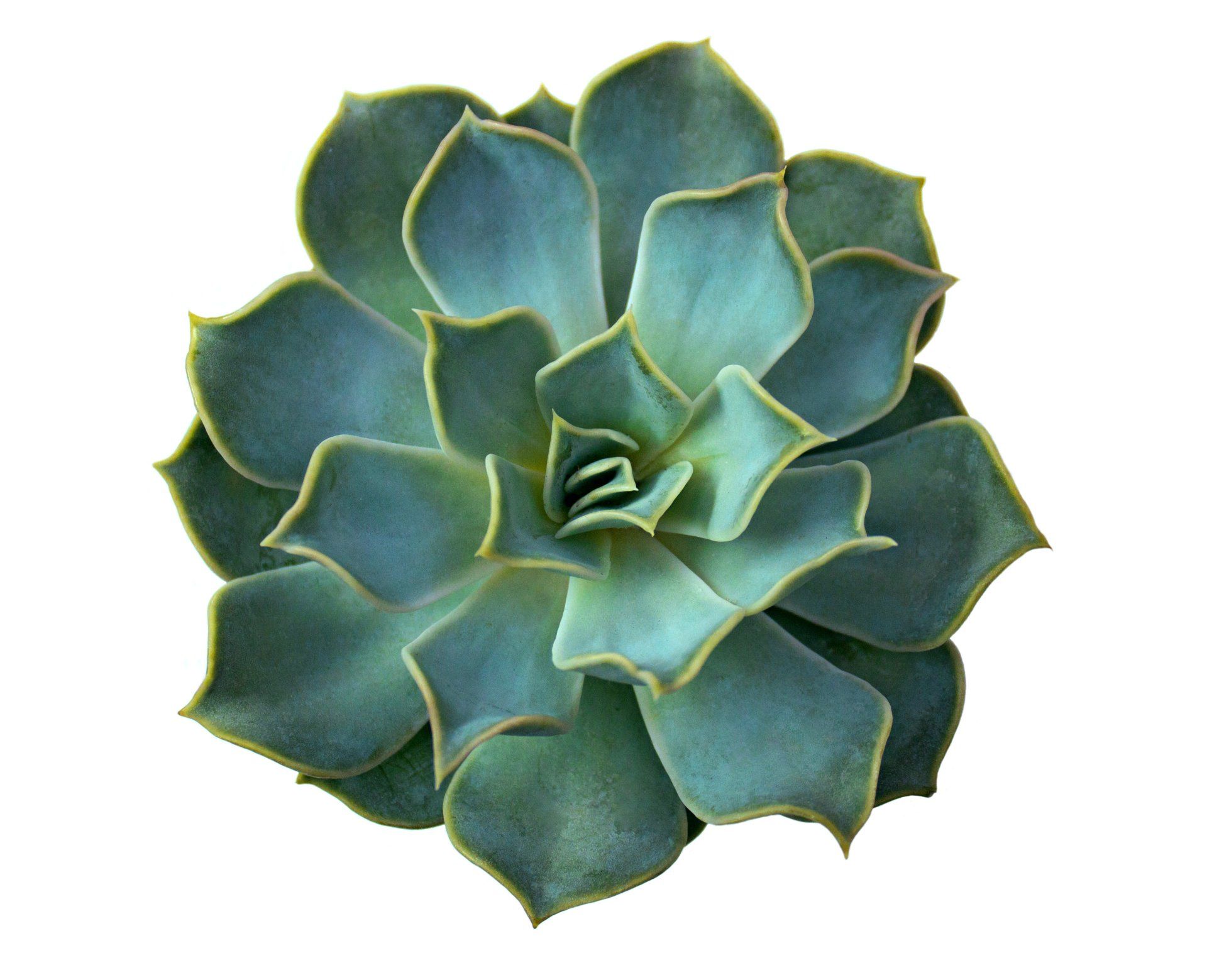Plante succulente verte à feuilles étagées et bords jaune-vert.