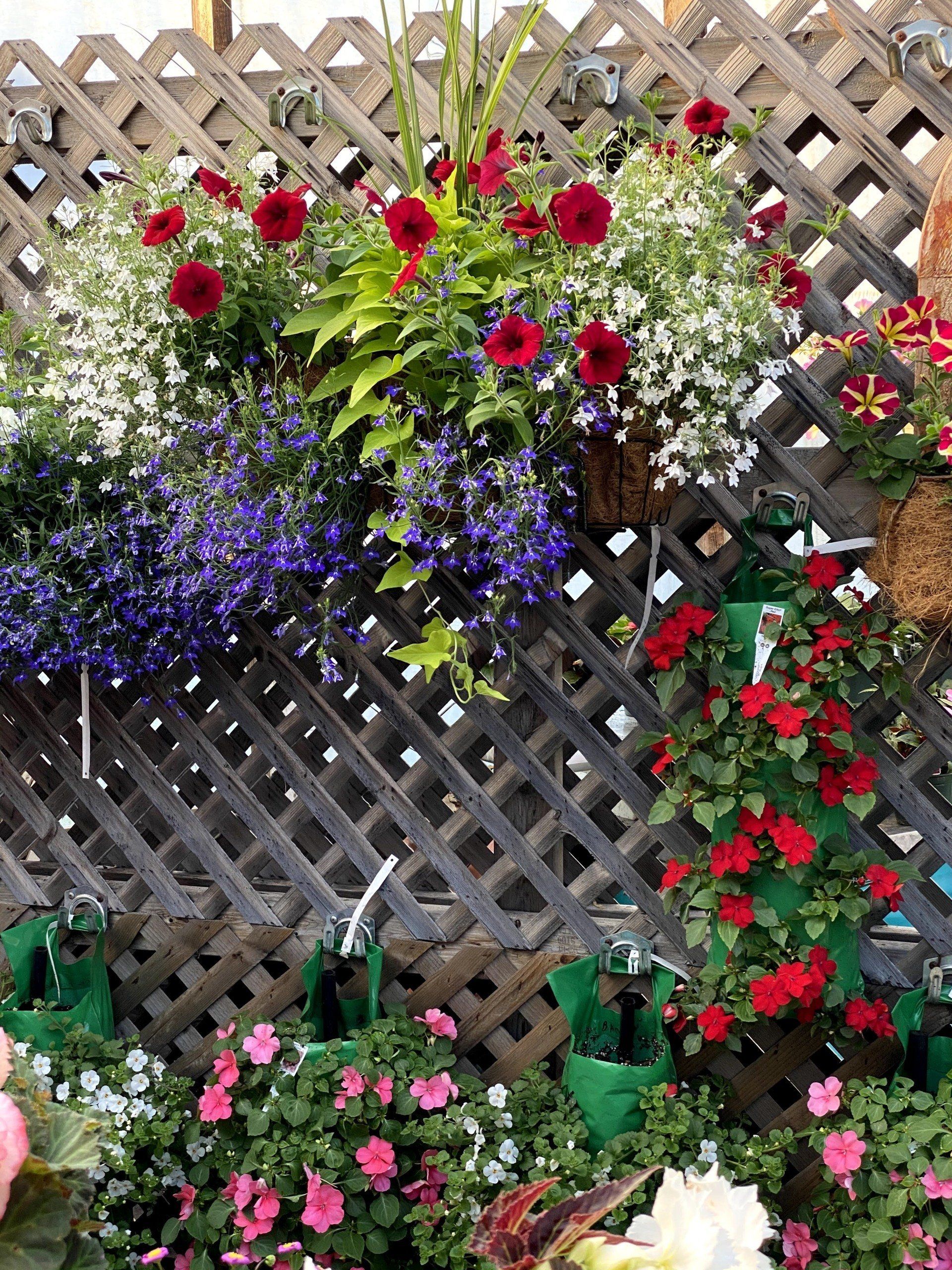 Des fleurs aux nuances de rouge, de blanc et de violet dévalent une clôture en treillis de bois.