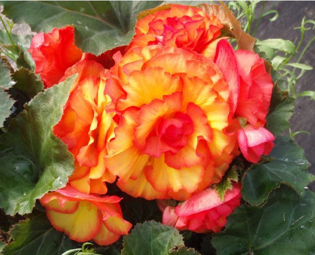 Bégonias orange et jaunes à bordures rouges, entourés de feuilles vertes.