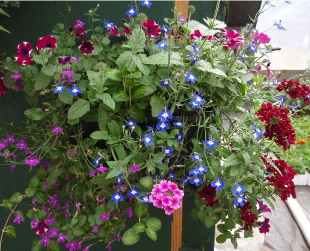 Panier suspendu débordant de fleurs aux couleurs éclatantes : rouge, violet et bleu, avec un feuillage vert.