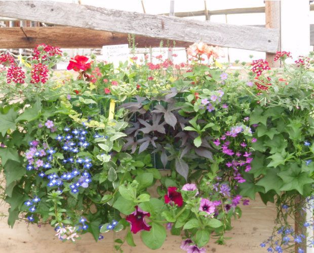 Jardinière en bois débordant de fleurs colorées : feuillage rouge, bleu, violet et vert.