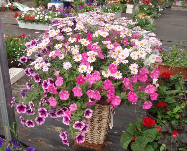 Panier débordant de marguerites et de pétunias roses et blancs.