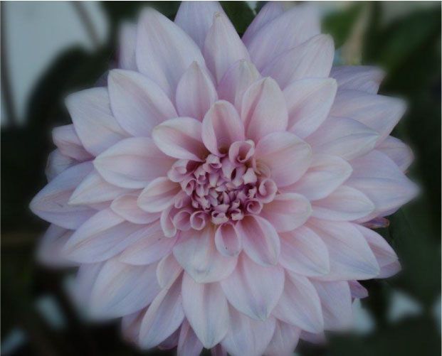 Dahlia rose en pleine floraison, aux pétales superposés et au centre plus foncé.