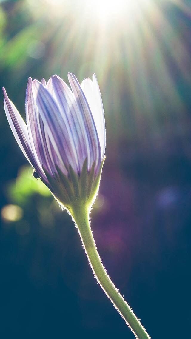 Bouton floral violet et blanc s'étirant vers la lumière vive du soleil, sur un fond bleu foncé.