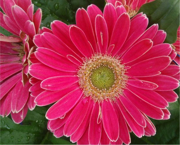 Marguerite Gerbera rose à bords blancs, à cœur vert et jaune, se détachant sur un feuillage vert foncé.