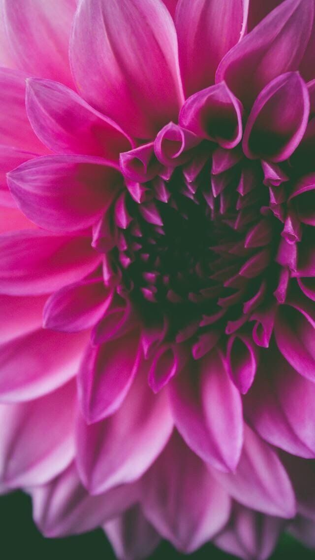 Gros plan sur une fleur de dahlia rose aux pétales superposés, s'estompant vers un centre foncé.