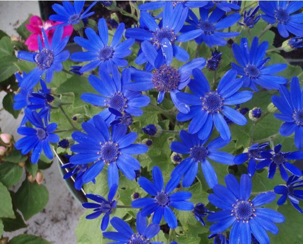 Gros plan sur des fleurs de Senetti d'un bleu éclatant avec un cœur jaune.