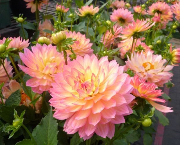 Dahlias roses et jaunes en pleine floraison. Feuilles vertes et boutons floraux entourent les fleurs.