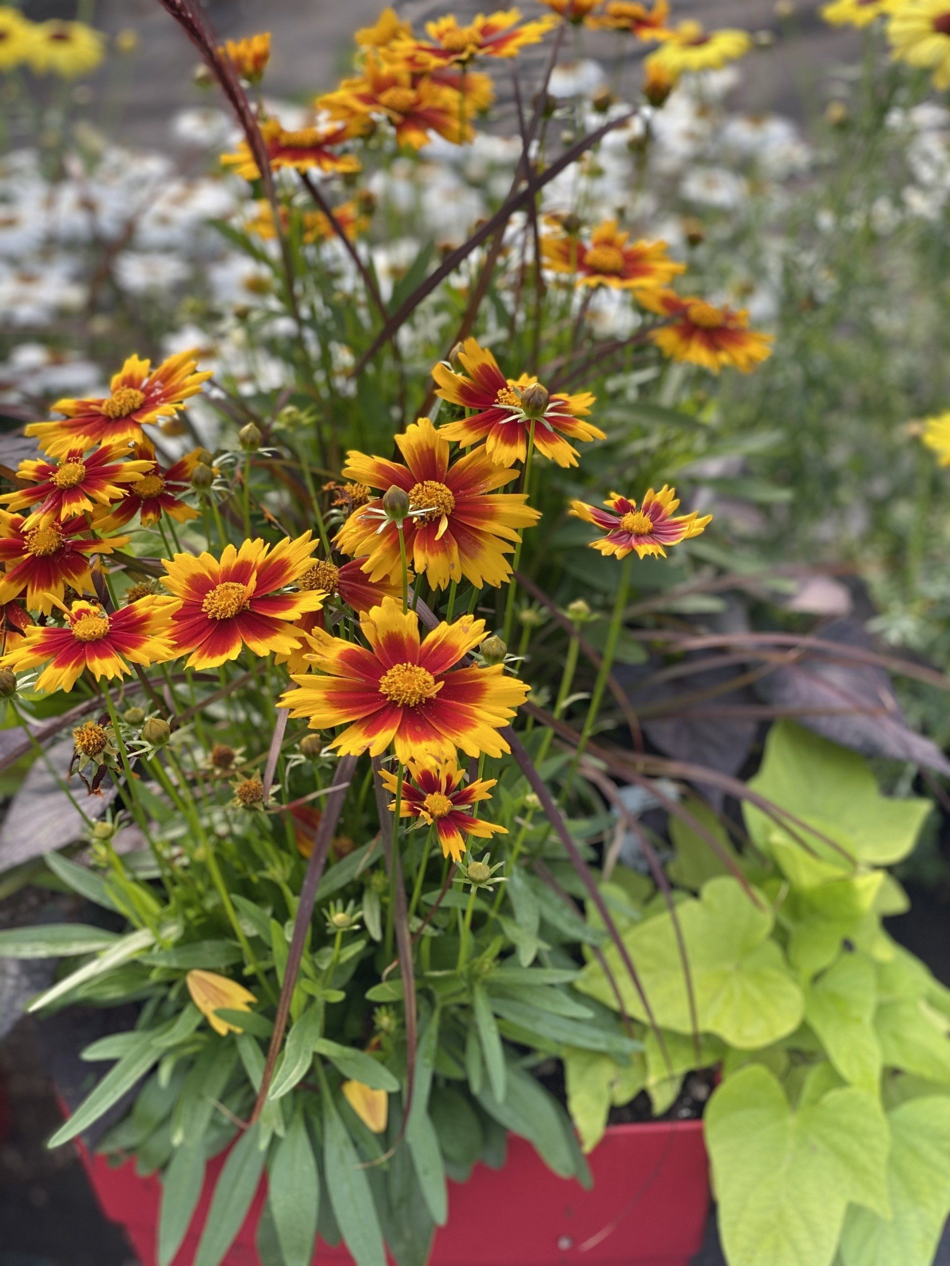 Des coréopsis jaunes et rouges dans un pot rouge, avec des tiges de patate douce vertes et des fleurs en arrière-plan.