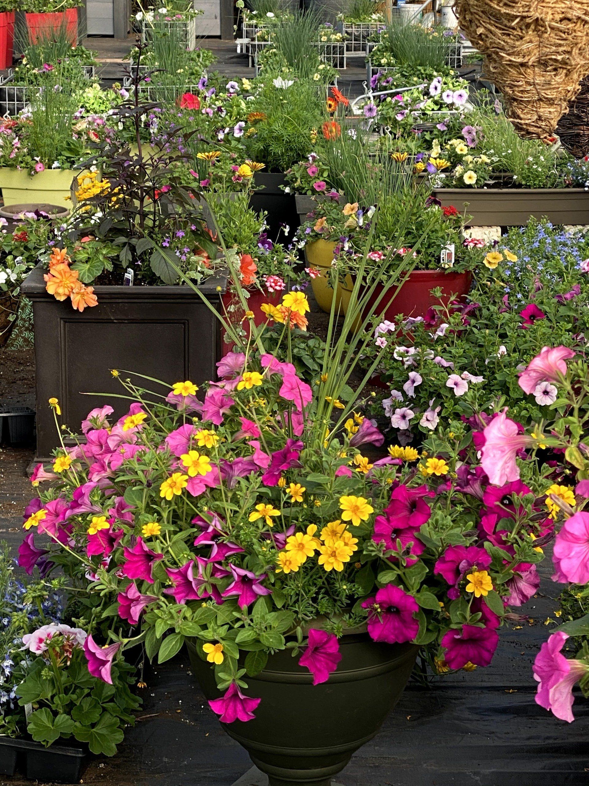 Des fleurs colorées dans un pot en urne vert foncé, entourées de diverses fleurs en pot dans une pépinière.