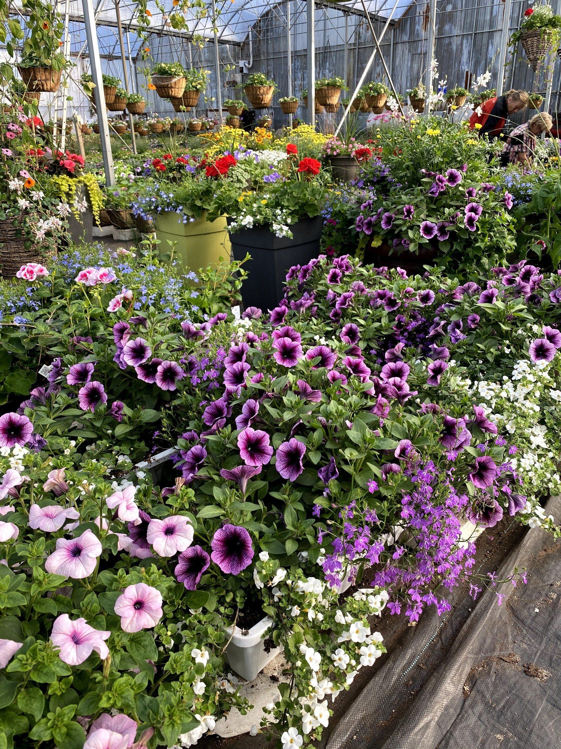 Serre remplie de fleurs en pot colorées, notamment des pétunias violets, et de paniers suspendus.
