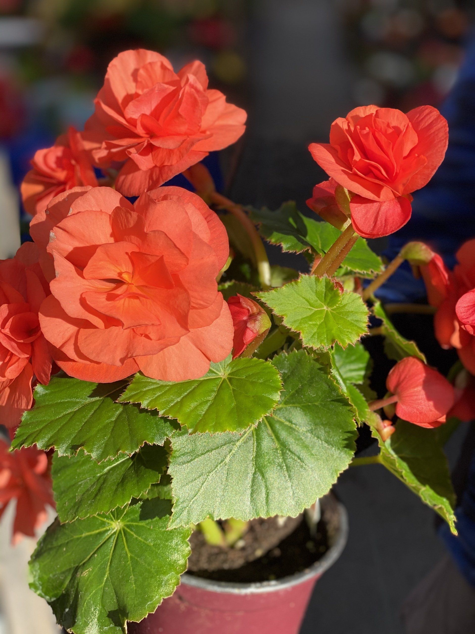 Fleurs de bégonia orange et feuilles vertes dans un pot.